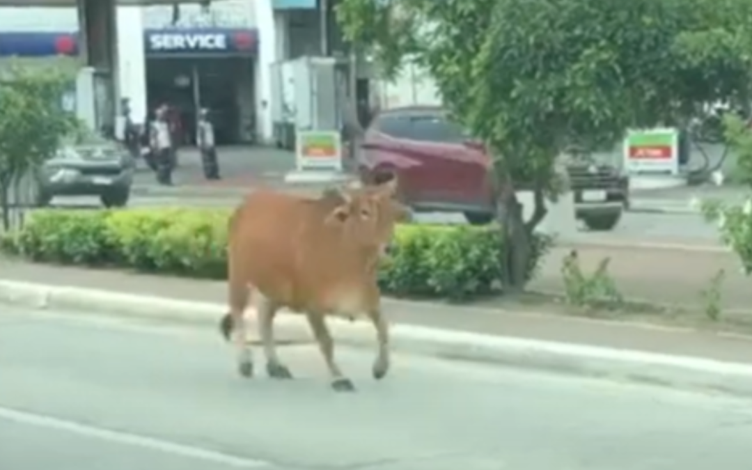 Animals Wander On The Streets In  The Philippines, First An Ostrich then A Cow