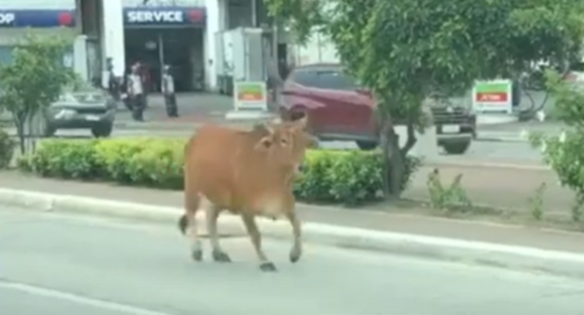 Animals Wander On The Streets In  The Philippines, First An Ostrich then A Cow