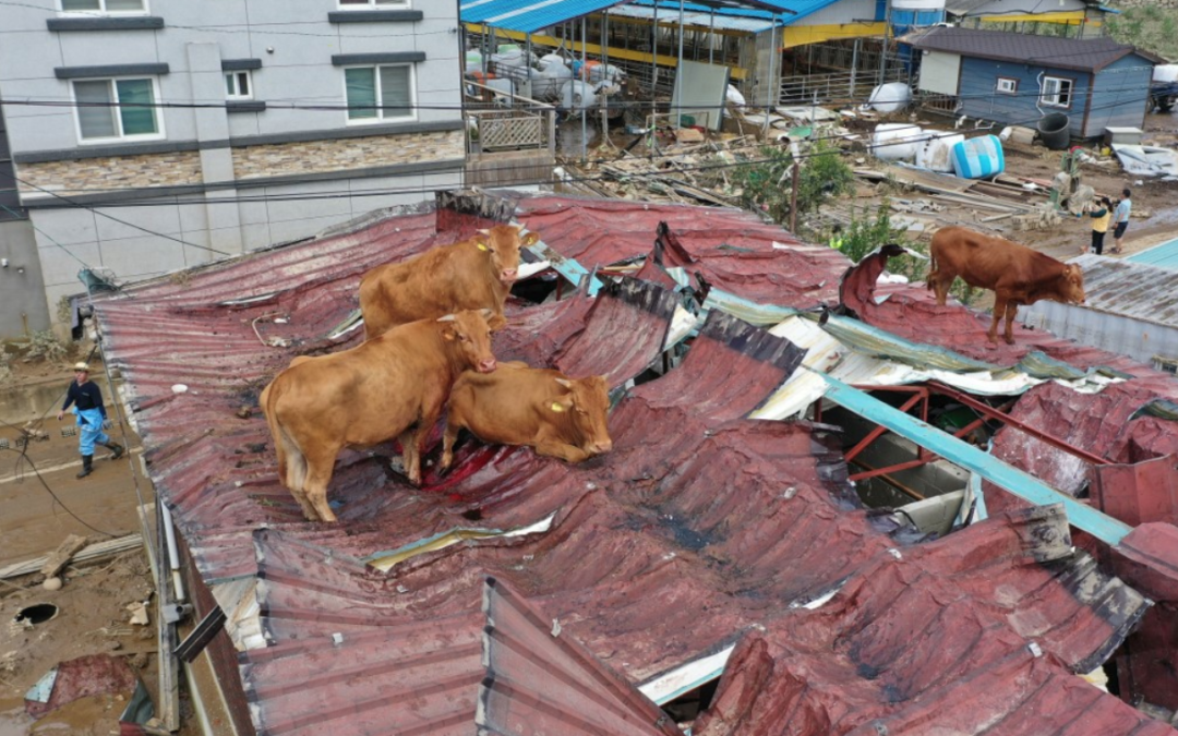 South Korea Floods Leave Animals Stranded, Including Cows On Tin Roof