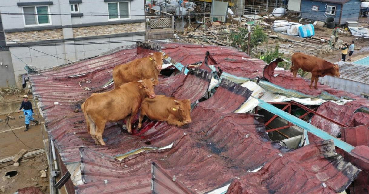 South Korea Floods Leave Animals Stranded, Including Cows On Tin Roof