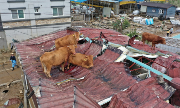 South Korea Floods Leave Animals Stranded, Including Cows On Tin Roof