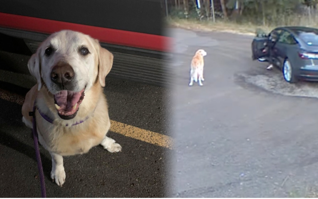 Woman cited under animal cruelty laws for abandoning dog in Washington