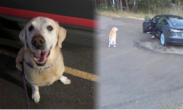 Woman cited under animal cruelty laws for abandoning dog in Washington