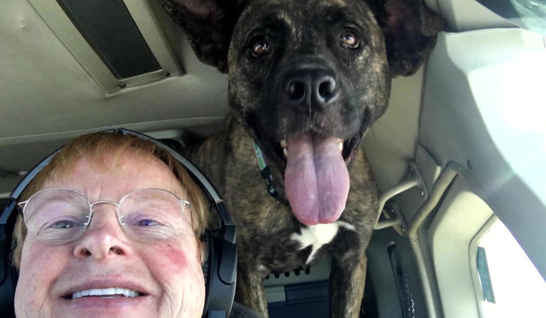 Flying dogs to their forever homes