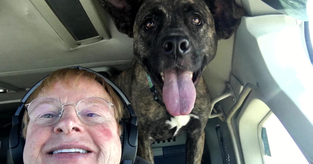 Flying dogs to their forever homes