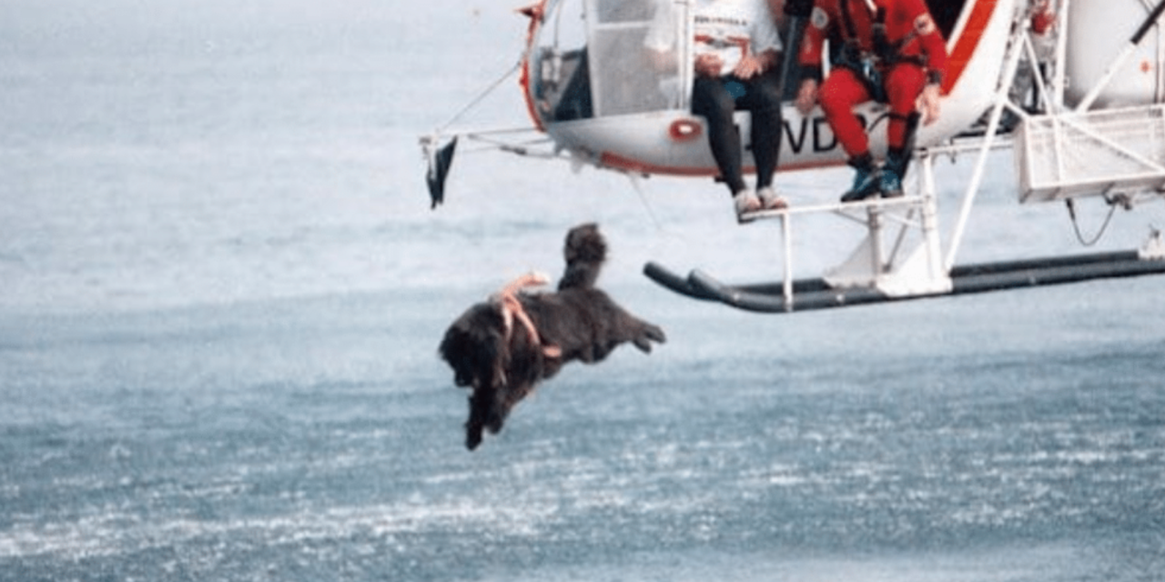 Lifeguard Dogs In Italy Jump From Helicopters To Save Lives