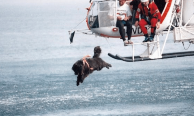 Lifeguard Dogs In Italy Jump From Helicopters To Save Lives