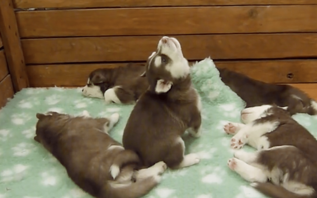 A Husky Puppy Sounds Just Like A Star Wars Character