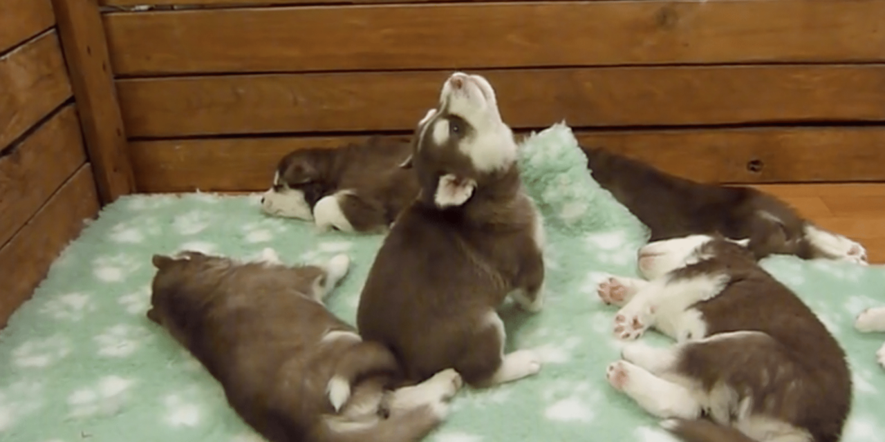 A Husky Puppy Sounds Just Like A Star Wars Character