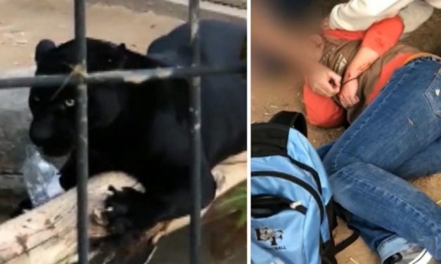 Critics Want To Put Down A Jaguar After The Animal Attacked A Woman Who Climbs Into His Enclosure To Take Selfie