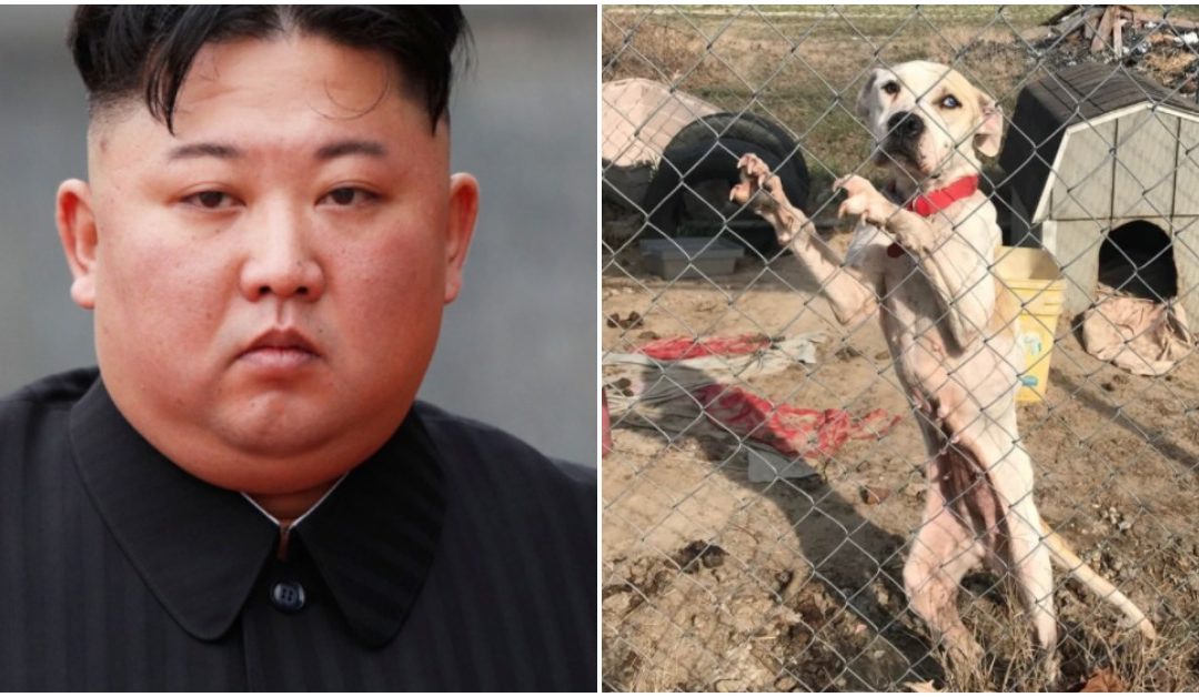 North Korea Government Orders Pet Dogs To Be Seized From Owners During Food Shortages