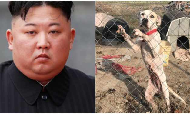 North Korea Government Orders Pet Dogs To Be Seized From Owners During Food Shortages