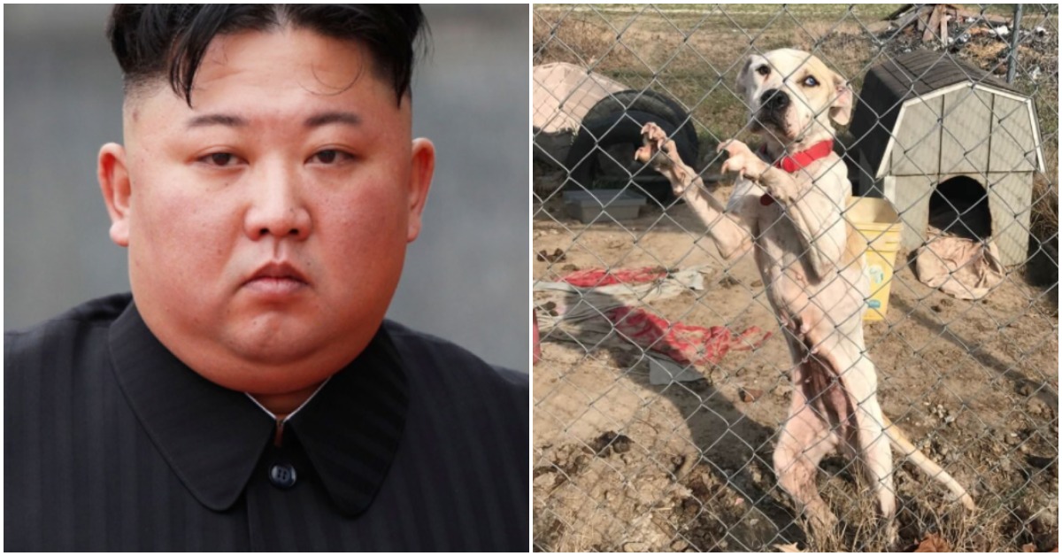 North Korea Government Orders Pet Dogs To Be Seized From Owners During Food Shortages