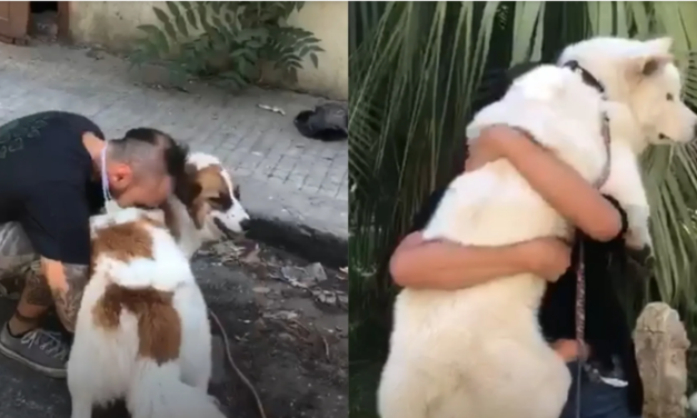 Charity Animals Lebanon Is Leading Search Teams To Find Pets Lost In The Deadly Explosion And Reunite Them With Their Owners