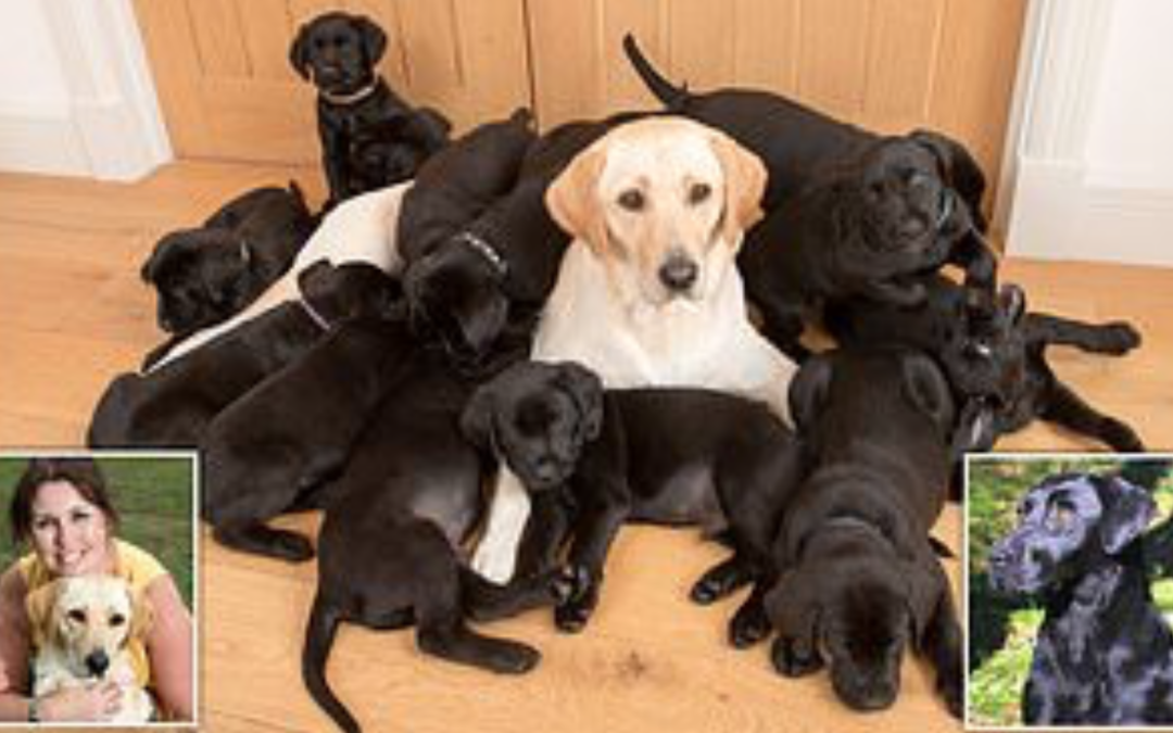 These 13 puppies are all mine – honestly! Yellow labrador gives birth to large litter… and they ALL have black coats
