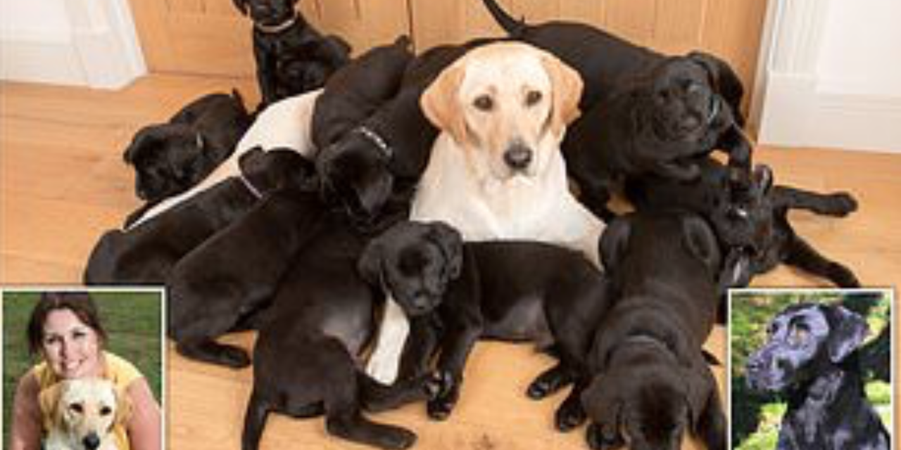 These 13 puppies are all mine – honestly! Yellow labrador gives birth to large litter… and they ALL have black coats