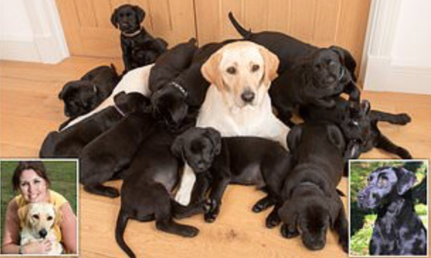 These 13 puppies are all mine – honestly! Yellow labrador gives birth to large litter… and they ALL have black coats