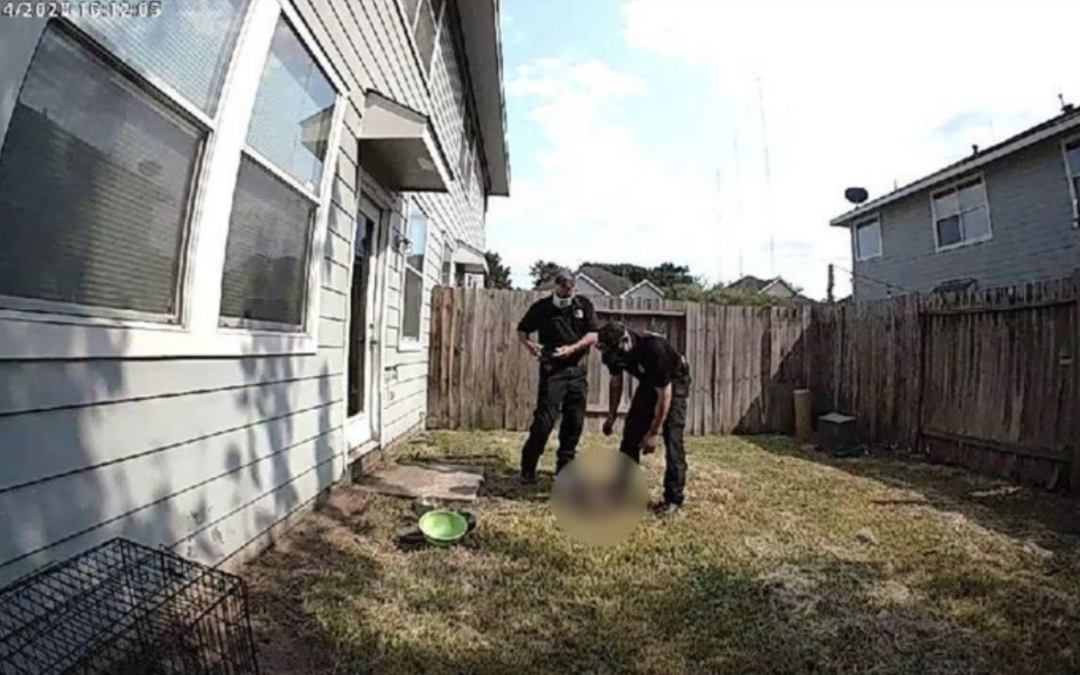 Dog dies after being left outside in Houston heat on chain without shade, water