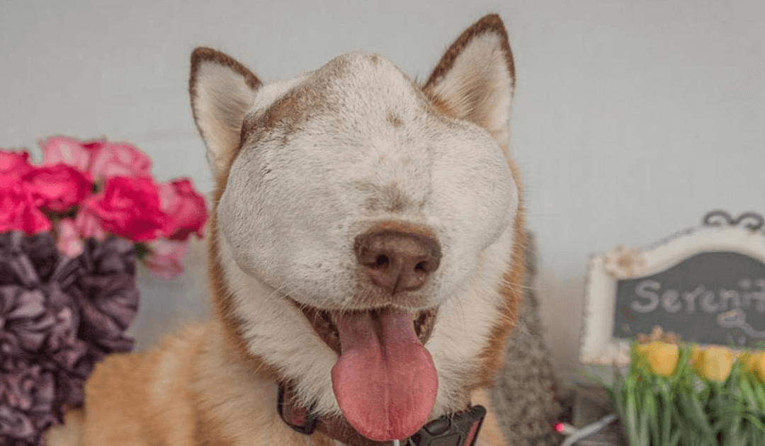 A Dog With Untreatable Tumor Shows Off Her Beauty