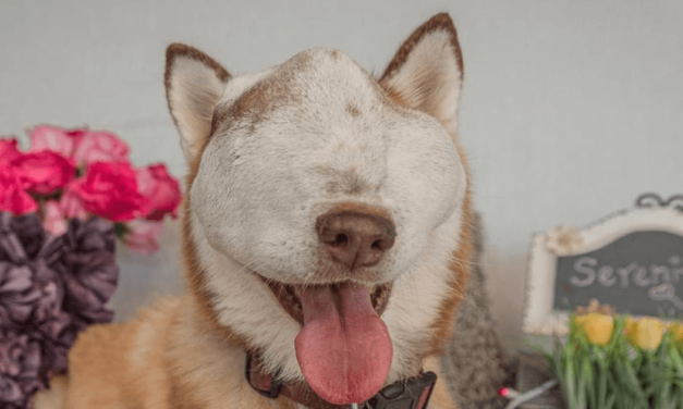 A Dog With Untreatable Tumor Shows Off Her Beauty