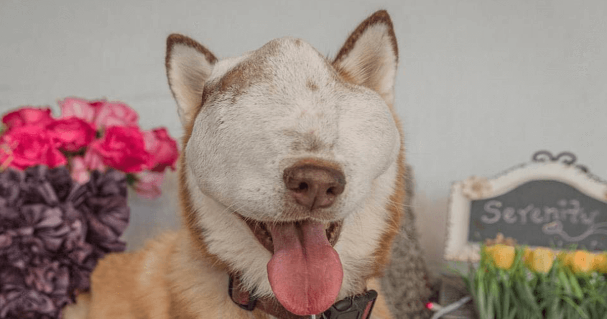 A Dog With Untreatable Tumor Shows Off Her Beauty