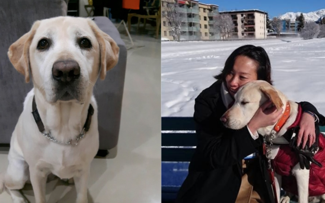 S’pore guide dog, Esme, dies at age of 10