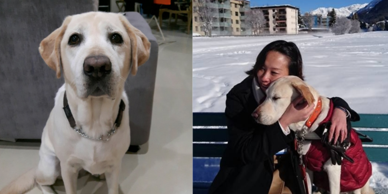 S’pore guide dog, Esme, dies at age of 10