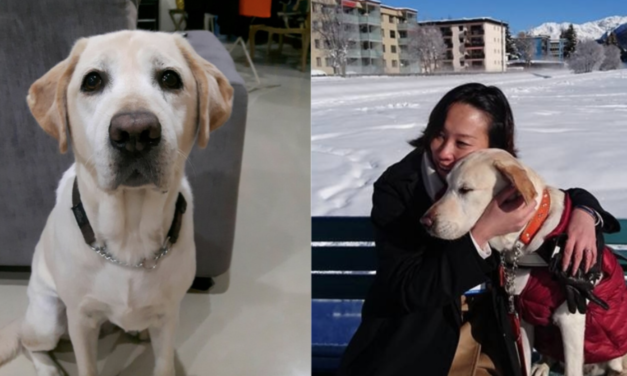 S’pore guide dog, Esme, dies at age of 10