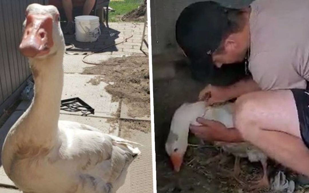 Faithful Goose Finds His Way Home After Being Snatched By A Fox