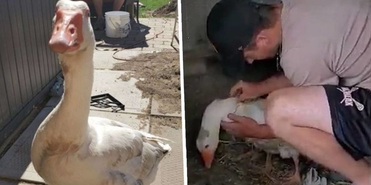 Faithful Goose Finds His Way Home After Being Snatched By A Fox