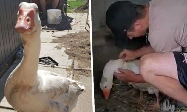 Faithful Goose Finds His Way Home After Being Snatched By A Fox