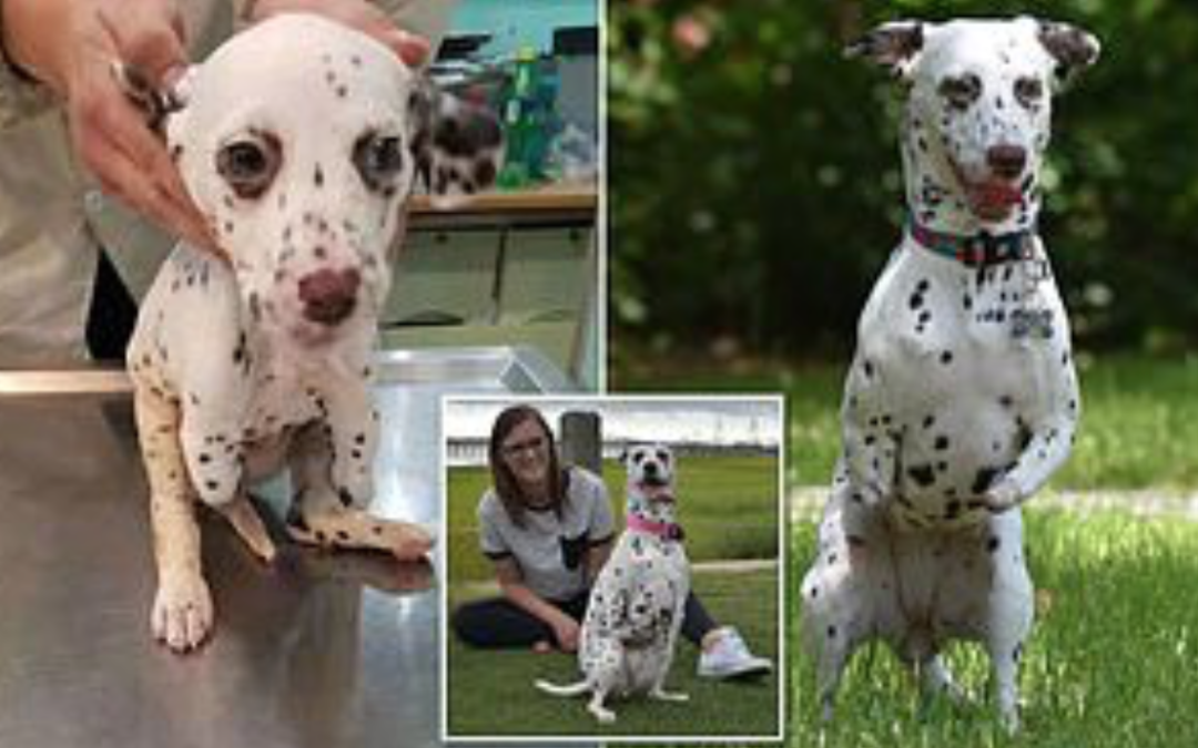 Dalmatian Puppy With Front Legs Cut Off By Dog-Meat Slaughterhouse Finds Loving Home