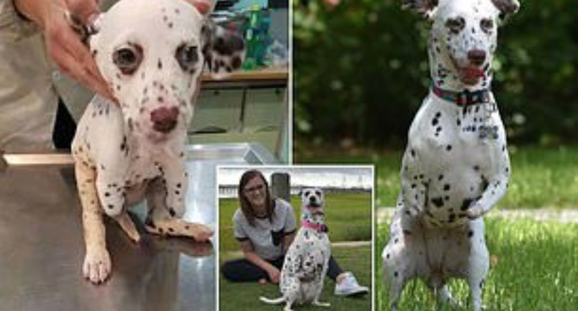 Dalmatian Puppy With Front Legs Cut Off By Dog-Meat Slaughterhouse Finds Loving Home