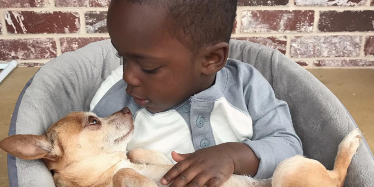 Little Boy And His 13-Year-Old Chihuahua Do Everything Together