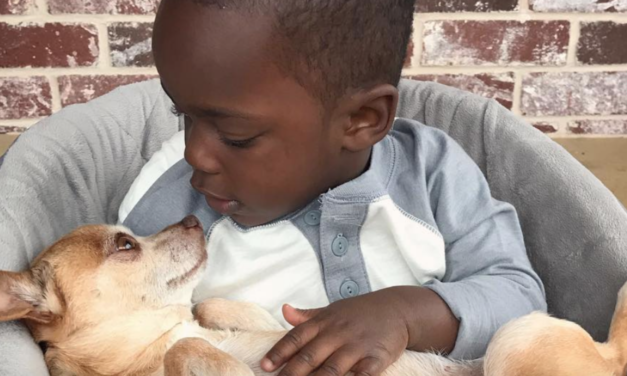 Little Boy And His 13-Year-Old Chihuahua Do Everything Together