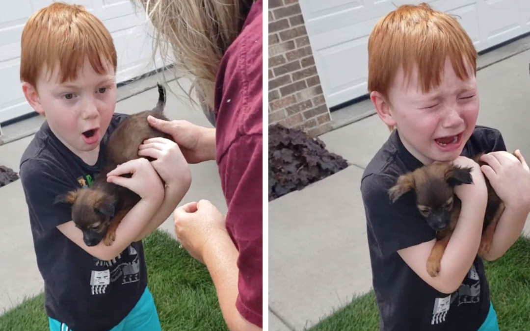 Boy Breaks Down When His Parents Get A New Puppy