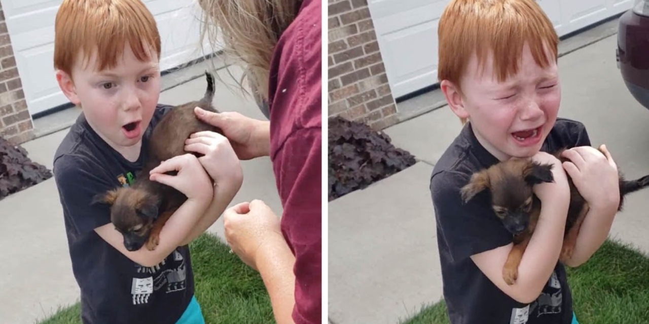 Boy Breaks Down When His Parents Get A New Puppy