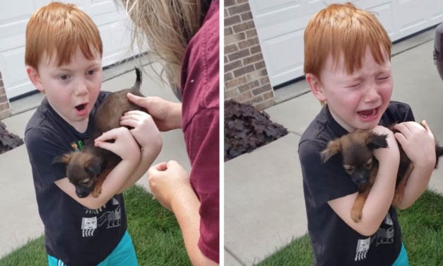 Boy Breaks Down When His Parents Get A New Puppy