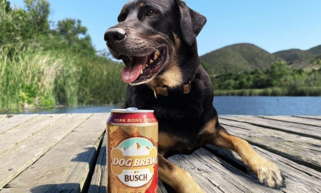 Busch Just Released a New Beer Made Specifically For Dogs