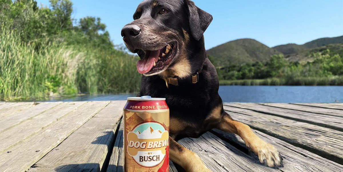 Busch Just Released a New Beer Made Specifically For Dogs