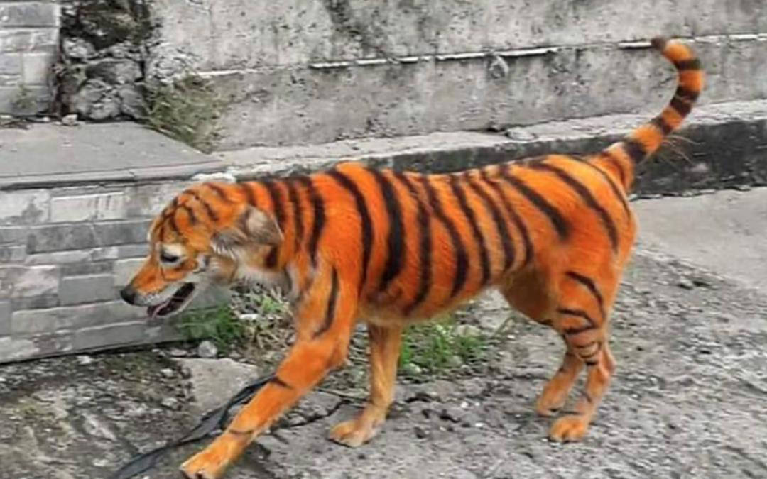 Stray Dog Painted Like a Tiger In Malaysia: Animal Rights Group Want To Catch the Culprit