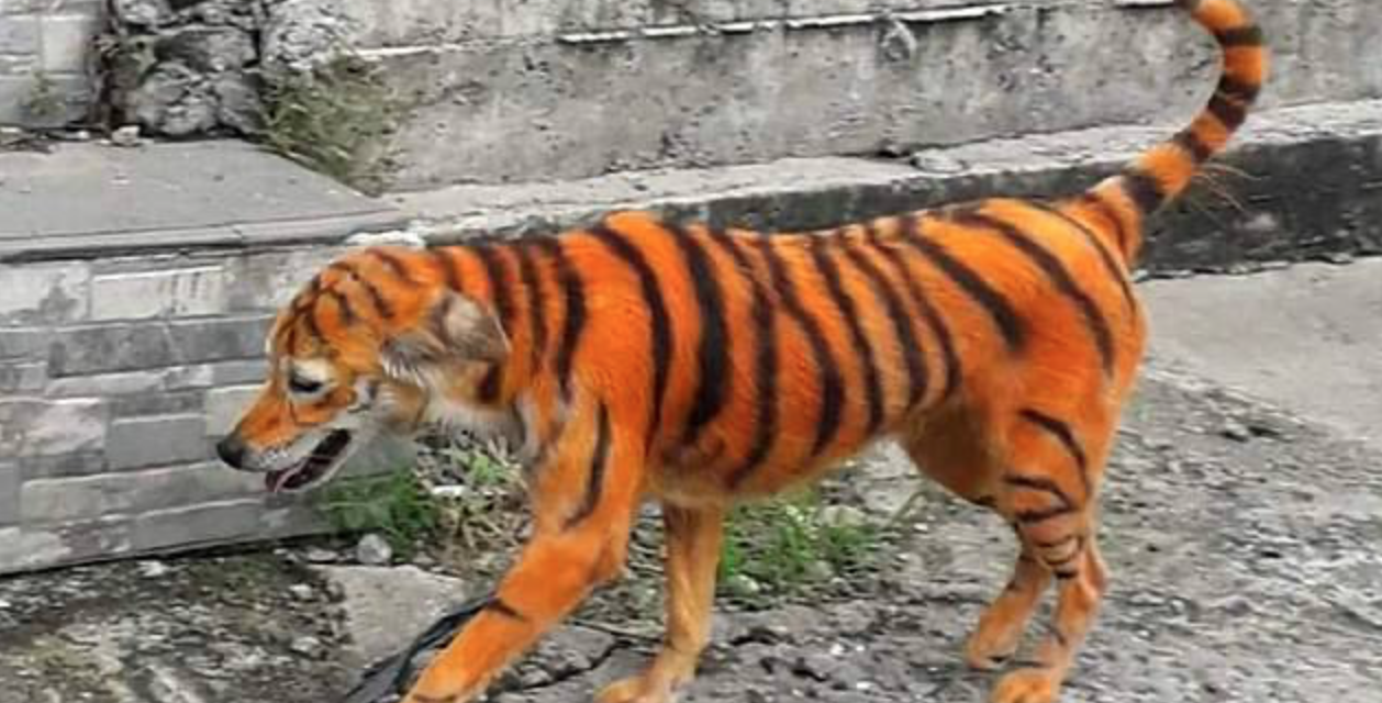 Stray Dog Painted Like a Tiger In Malaysia: Animal Rights Group Want To Catch the Culprit