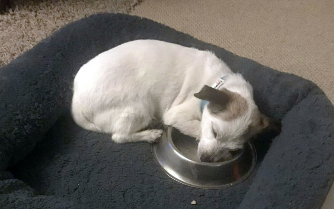 Rescue Dog With Rough Past Sleeps With His New Bowl Every Single Night