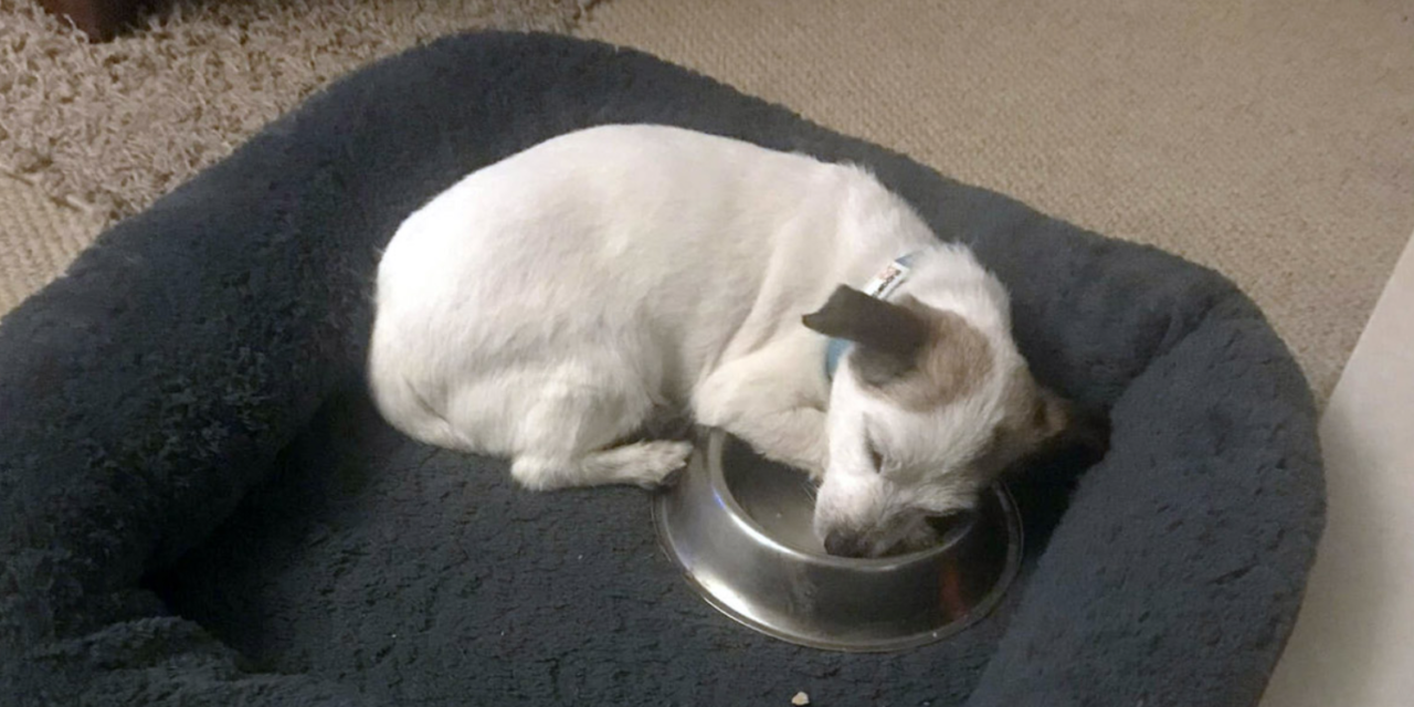 Rescue Dog With Rough Past Sleeps With His New Bowl Every Single Night