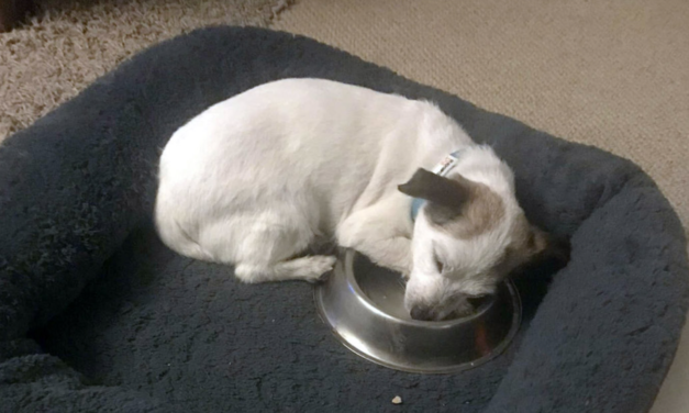 Rescue Dog With Rough Past Sleeps With His New Bowl Every Single Night