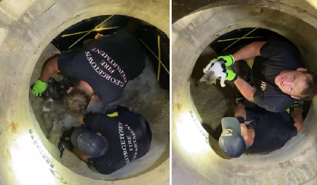 Firefighter Saves A Kitten Flushed Out Of A Storm Drain