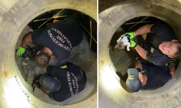 Firefighter Saves A Kitten Flushed Out Of A Storm Drain