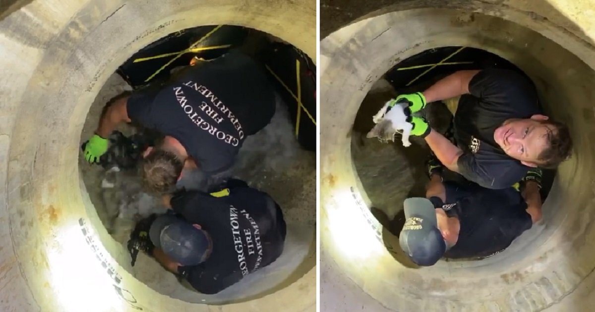 Firefighter Saves A Kitten Flushed Out Of A Storm Drain