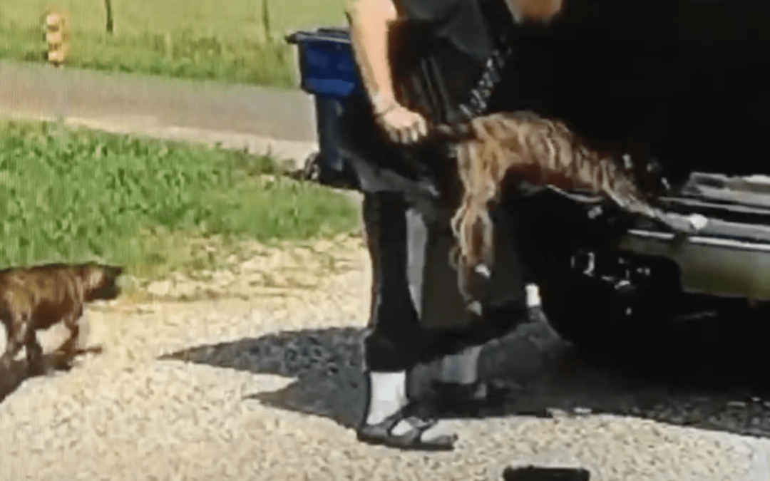 Man Caught On Video Dumping Puppies Onto The Side Of The Road