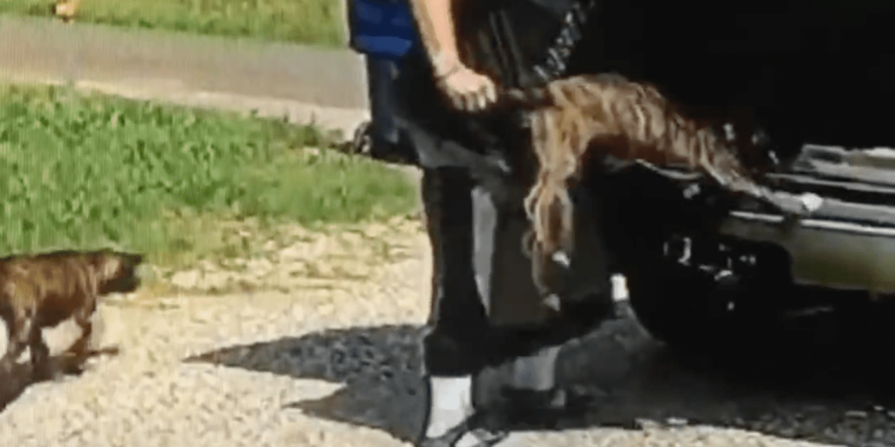 Man Caught On Video Dumping Puppies Onto The Side Of The Road